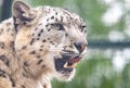 Panthera uncia. Snow leopard. Irbis. Uncia uncia. Royalty Free Stock Photo