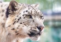 Panthera uncia. Snow leopard. Irbis. Uncia uncia. Royalty Free Stock Photo