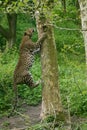 PANTHERE DU SRI LANKA panthera pardus kotiya