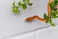 Pantherophis guttatus hanging on blooming plant on white brick wall background
