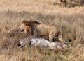 A Lion Kill Of A Grevy Zebra 7