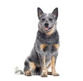 Panting Australian Cattle Dog sitting, isolated on white Royalty Free Stock Photo