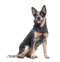 Panting Australian Cattle Dog sitting, isolated on white Royalty Free Stock Photo