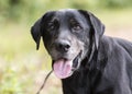 Panting Black Labrador Retriever Dog with gray muzzle and slight cataracts Royalty Free Stock Photo