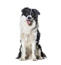 Panting black and white border collie dog portrait posing sitting in front Royalty Free Stock Photo