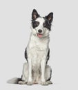 Panting Black and white border collie sitting in front and looking at the camera Royalty Free Stock Photo