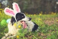 Panting border collie dog wearing pink Easter bunny rabbit ears having fun outside laying in flowers