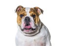 Panting brown and white english Bulldog head portrait in front of a white background Royalty Free Stock Photo
