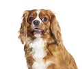 Panting Cavallier King Charles, isolated on white Royalty Free Stock Photo