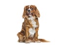 Panting Cavallier King Charles, isolated on white Royalty Free Stock Photo