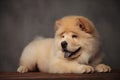 Panting chow chow lying on wooden table looks to side