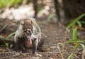 Panting Coati in Costa Rica