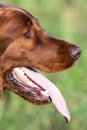 Panting cute dog Royalty Free Stock Photo