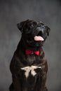Panting cute gentleman boxer dog is sitting with mouth open Royalty Free Stock Photo