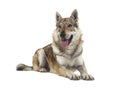 Panting Czechoslovakian Wolfdog lying in front