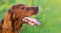 Panting dog head in summer Royalty Free Stock Photo