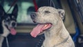 Panting Dog Left In Hot Car Royalty Free Stock Photo