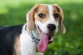 Beagle Dog with a long tongue and smiley face