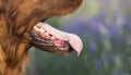 Panting drooling pet dog in a hot summer day, tongue and mouth Royalty Free Stock Photo