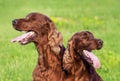 Panting drooling pet dogs in summer Royalty Free Stock Photo