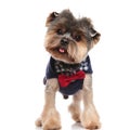 Panting elegant yorkie wearing a costume looks curiously