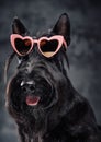 Panting fashion doggy with sunglasses against dark background Royalty Free Stock Photo