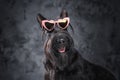 Panting fashion doggy with sunglasses against dark background Royalty Free Stock Photo