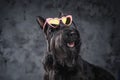 Panting fashion doggy with sunglasses against dark background Royalty Free Stock Photo