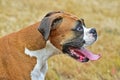 Panting fawn boxer HDR. Royalty Free Stock Photo