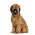 Panting Fawn Briard dog sitting in front, isolated