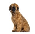 Panting Fawn Briard dog sitting in front, isolated