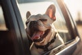 Panting French Bulldog dog locked inside a car in summer. Generative AI Royalty Free Stock Photo