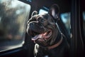 Panting French Bulldog dog locked inside a car in summer. Generative AI Royalty Free Stock Photo