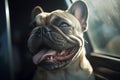 Panting French Bulldog dog locked inside a car in summer. Royalty Free Stock Photo