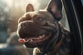 Panting French Bulldog dog locked inside a car in summer. Royalty Free Stock Photo