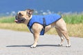 Panting French Bulldog dog wearing cooling vest harness to lower body temperature on hot summer day Royalty Free Stock Photo