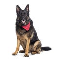 Panting German shepherd wearing a red scarf, isolated on white Royalty Free Stock Photo