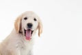 Panting golden labrador retriever puppy with mouth open Royalty Free Stock Photo