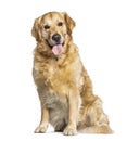 Panting Golden Retriever dog sitting in front of white Royalty Free Stock Photo