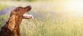 Dog in summer Royalty Free Stock Photo