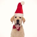 Panting labrador retriever puppy dog wearing santa claus red hat is looking to side Royalty Free Stock Photo