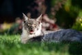 Panting longhair cat outdoors in summer heat