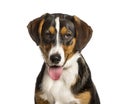 Panting Mixed-breed dog between a border collie and a malinois looking at camera against white background