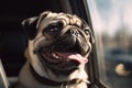 Panting pug dog locked inside a car in summer. Royalty Free Stock Photo