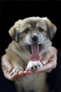 Panting Puppy