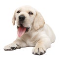 Panting puppy dog Royalty Free Stock Photo