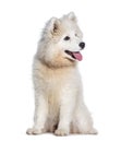 Panting Puppy four months old Samoyed dog, sitting isolated on white