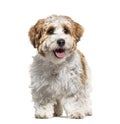 Panting Puppy Havanese dog, 5 months old, isolated Royalty Free Stock Photo