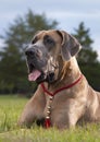 Panting purebred Great Dane