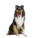 Panting Rough Collie dog sit in front and looking at the camera Royalty Free Stock Photo
